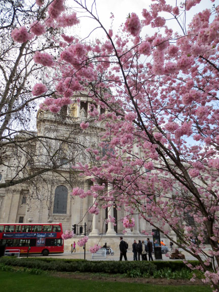 St Paul's Cathedral, blossom & sunshine