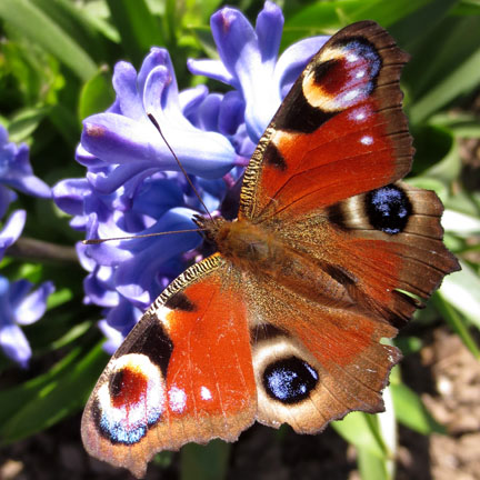 butterfly in sunshine
