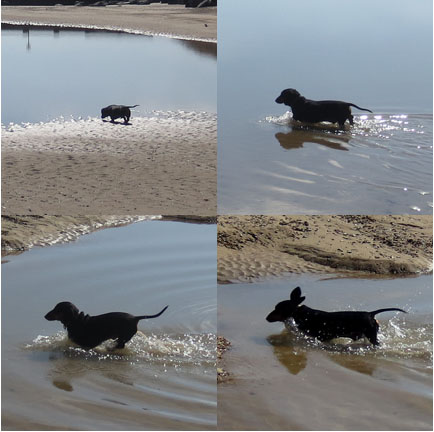 dachshund in the pool
