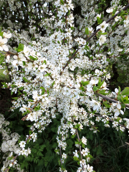 blossom in hedgerow