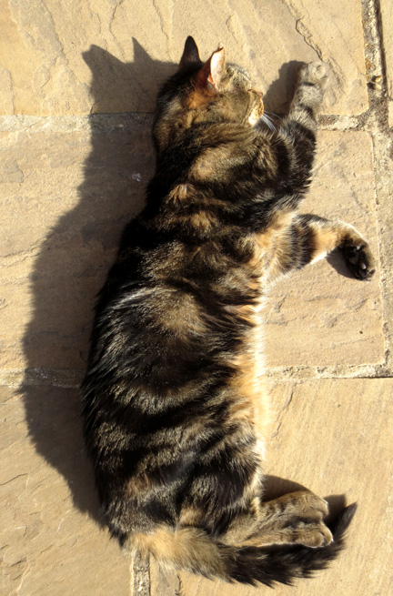 Tabby cat sunbathing