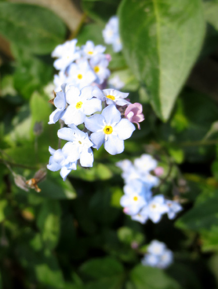 forget-me-nots - Beautiful Blues
