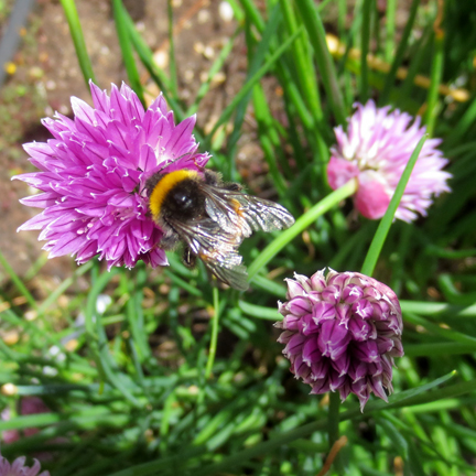 chives with bee