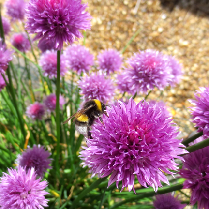 bee on chive flowers