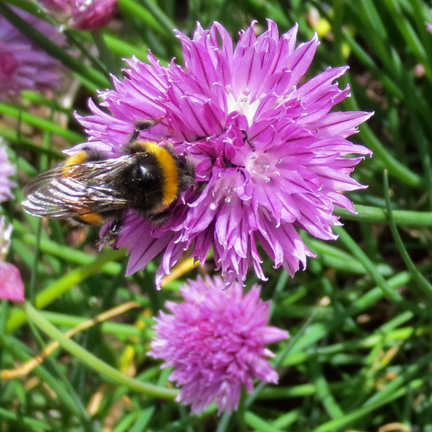 chive flower and bee