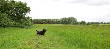 Norfolk field miniature dachshund