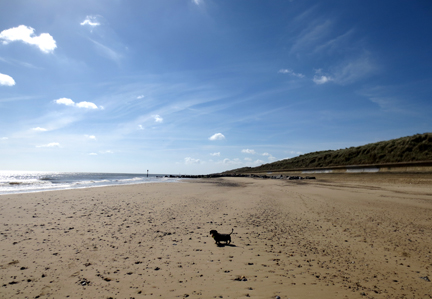 Norfolk beach and miniature dachshund