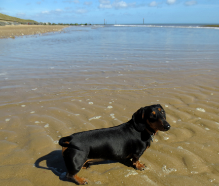 miniature dachshund at the beach