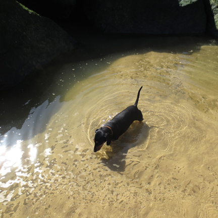 Miniature dachshund in pool