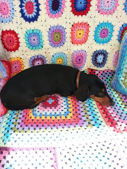 Miniature dachshund on crochet throws