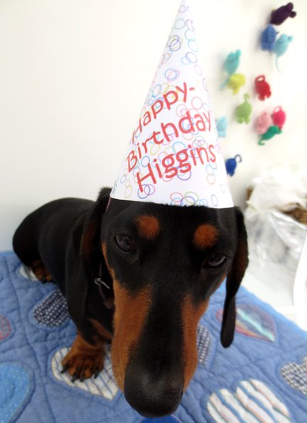 Higgins, miniature dachshund in party hat