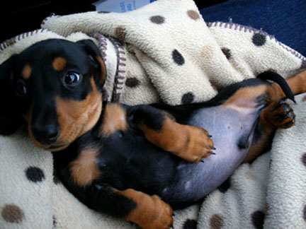 Higgins Mini dachshund in spotty blanket