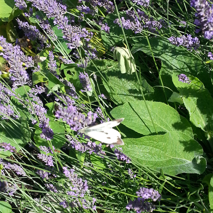 cabbage white in the lavender