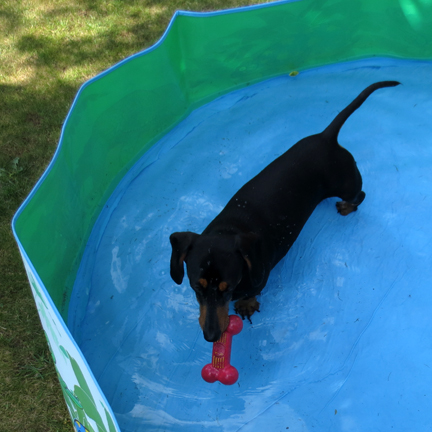 mini dachshund in paddling pool
