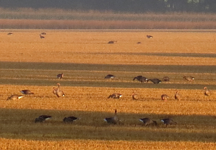 greylag geese grazing