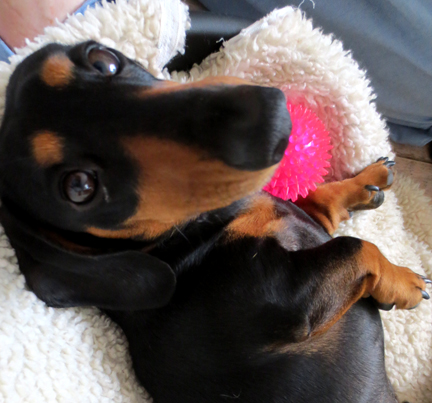 mini dachshund pink ball