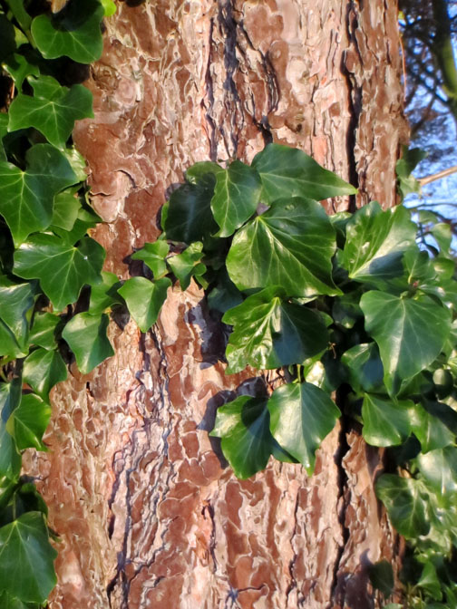 Ivy on tree