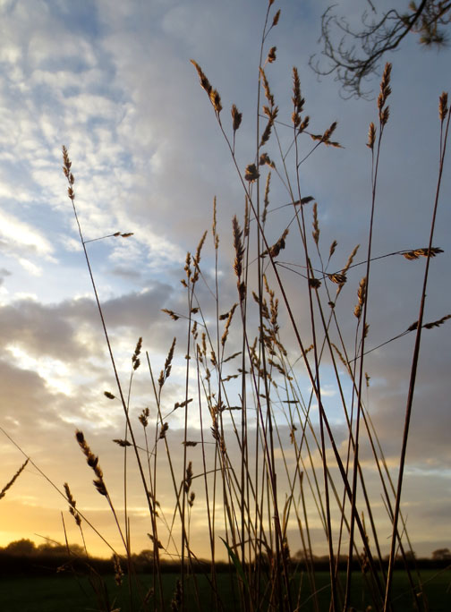 grasses and Norfolk Sky