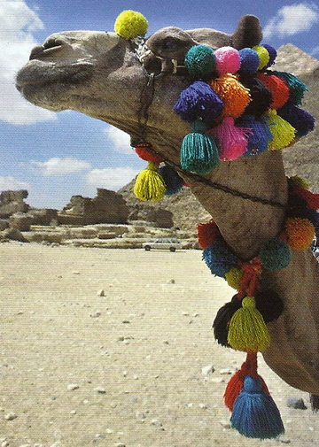 decorated camel