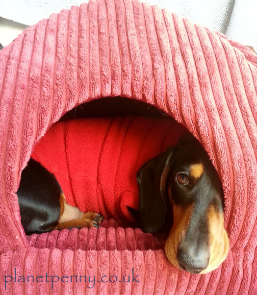 miniature dachshund in bed