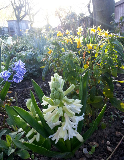hyacinths in Spring uk