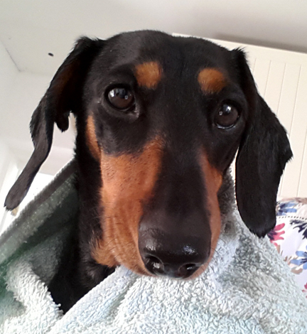 mini dachshund after a bath