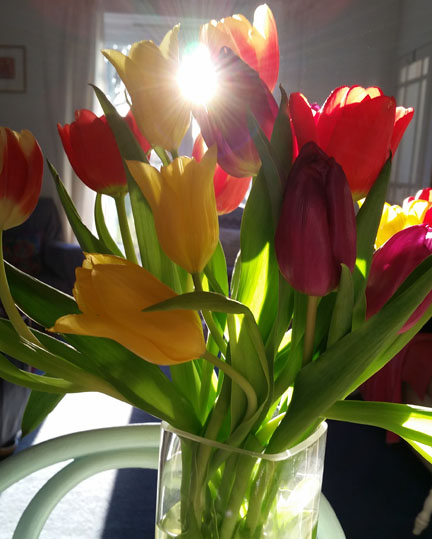 tulips for Happy Friday