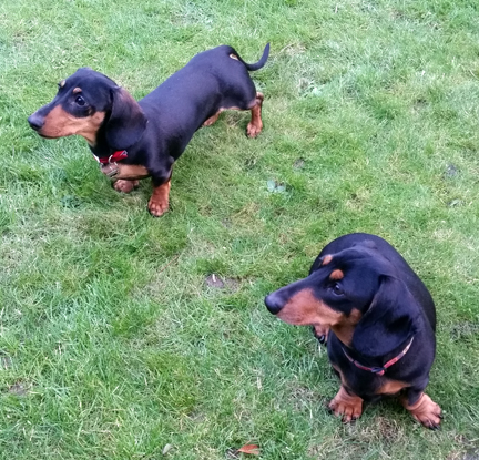 Mini Dachshunds for Happy Friday
