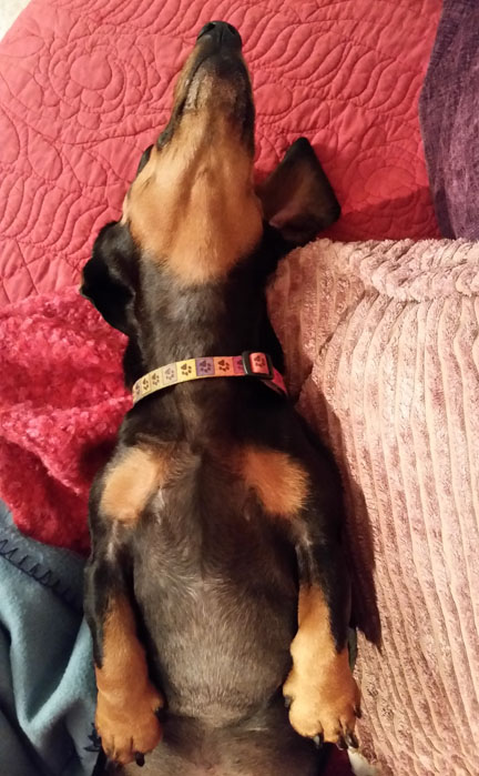 mini dachshund asleep