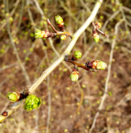 Hawthorn buds - Spring on the way for International Day of Happiness