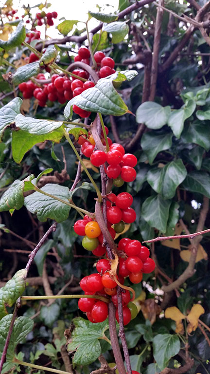 Nightshade berries - September - Norfolk UK