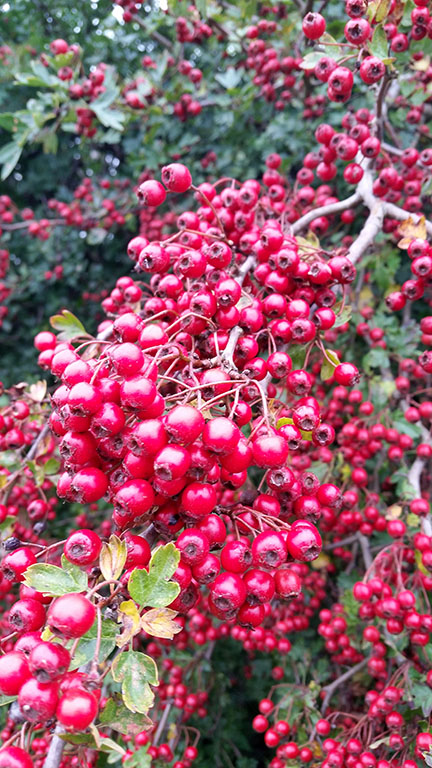 hawthorn berries - Norfolk UK - September