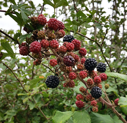 blackberries - September