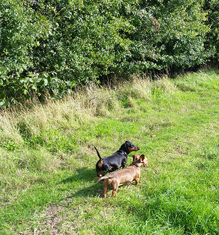 mini dachshunds in September sun