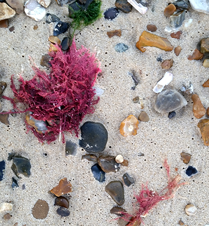 seaweed on the autumn beach