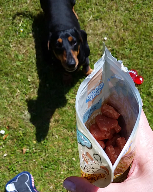 treats for Higgins the miniature dachshund from the Pawsome Box